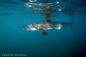 White-Shark-S.-Africa-MScholl-White-Shark-Trust-400x267
